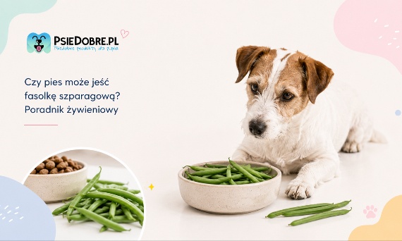 Czy pies może jeść fasolkę szparagową? Poradnik żywieniowy