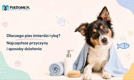 Dlaczego pies śmierdzi rybą? Najczęstsze przyczyny i sposoby działania
