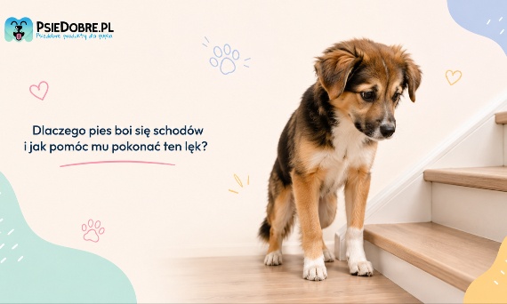 Dlaczego pies boi się schodów i jak pomóc mu pokonać ten lęk?