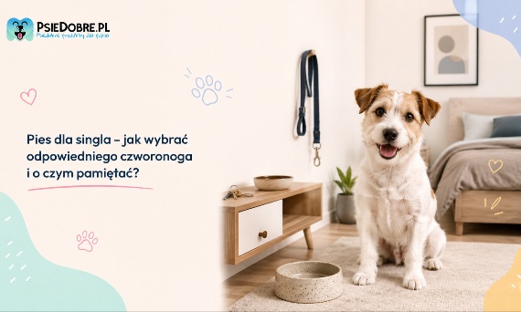Pies dla singla – jak wybrać odpowiedniego czworonoga i o czym pamiętać?