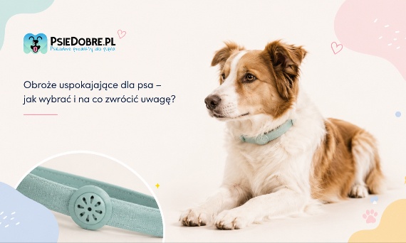 Obroże uspokajające dla psa – jak wybrać i na co zwrócić uwagę?