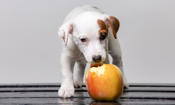 Jakie owoce może jeść pies?