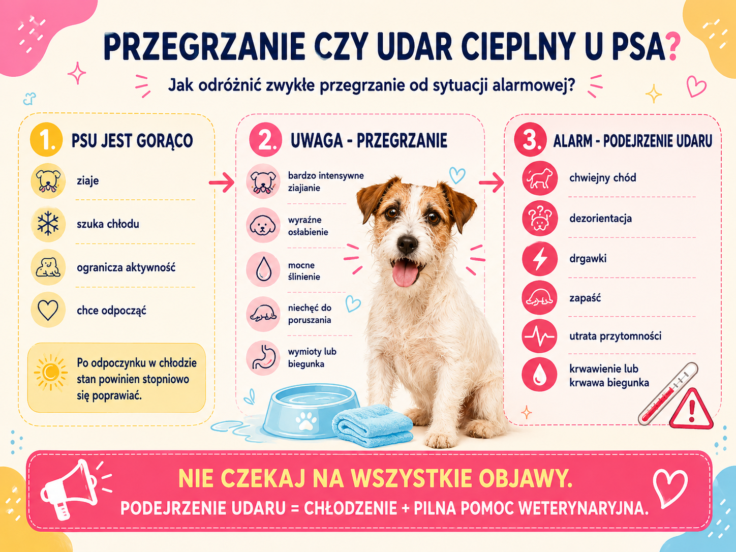 Pierwsza pomoc przy udarze cieplnym u psa - chłodzenie i transport do weterynarza