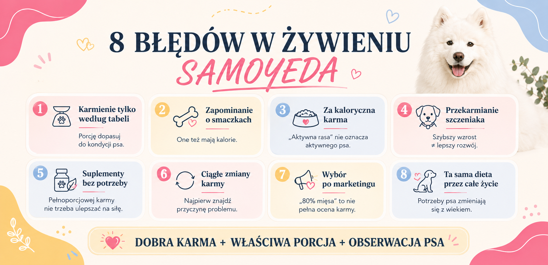 Najczęstsze błędy w żywieniu Samoyeda - dawkowanie karmy, suplementy i przekarmianie